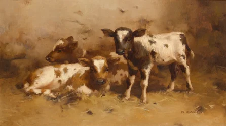 Three Calves in a Barn